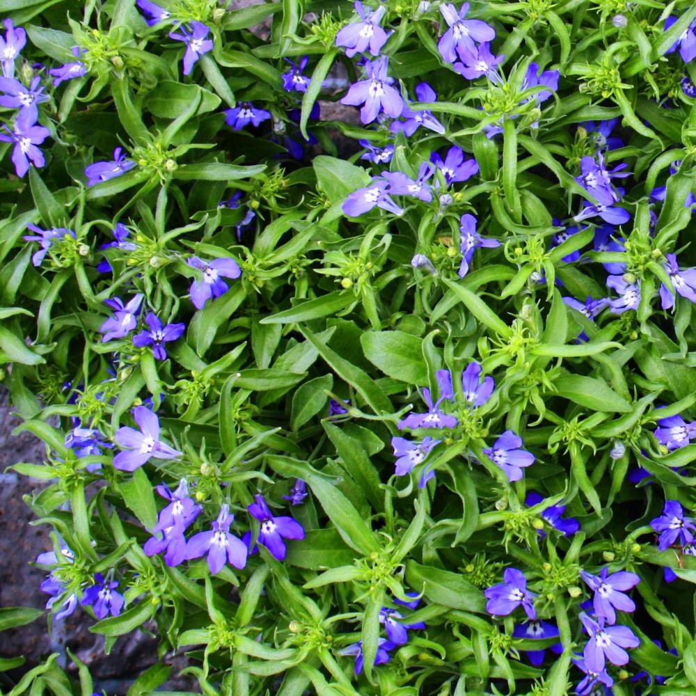 Tenture fidèle aux hommes - bleu - lobelia richardii - 11cm - set de 3 plantes