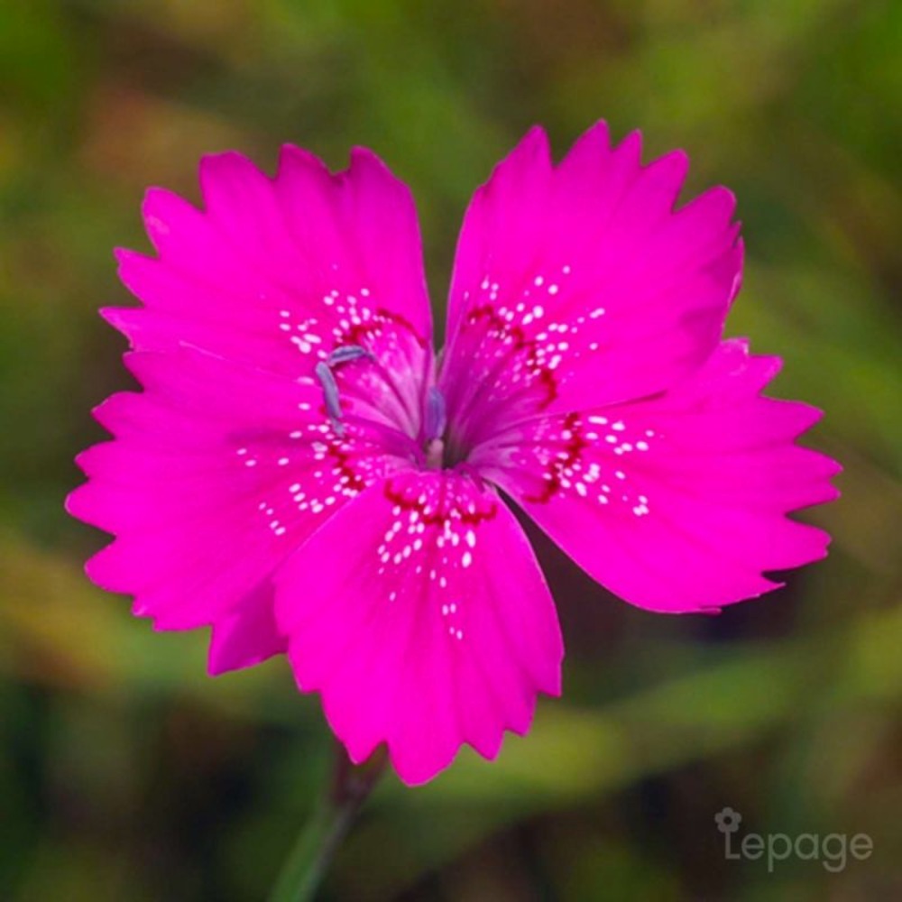 2 Oeillets à Delta 'Rosea' (Dianthus Delto…