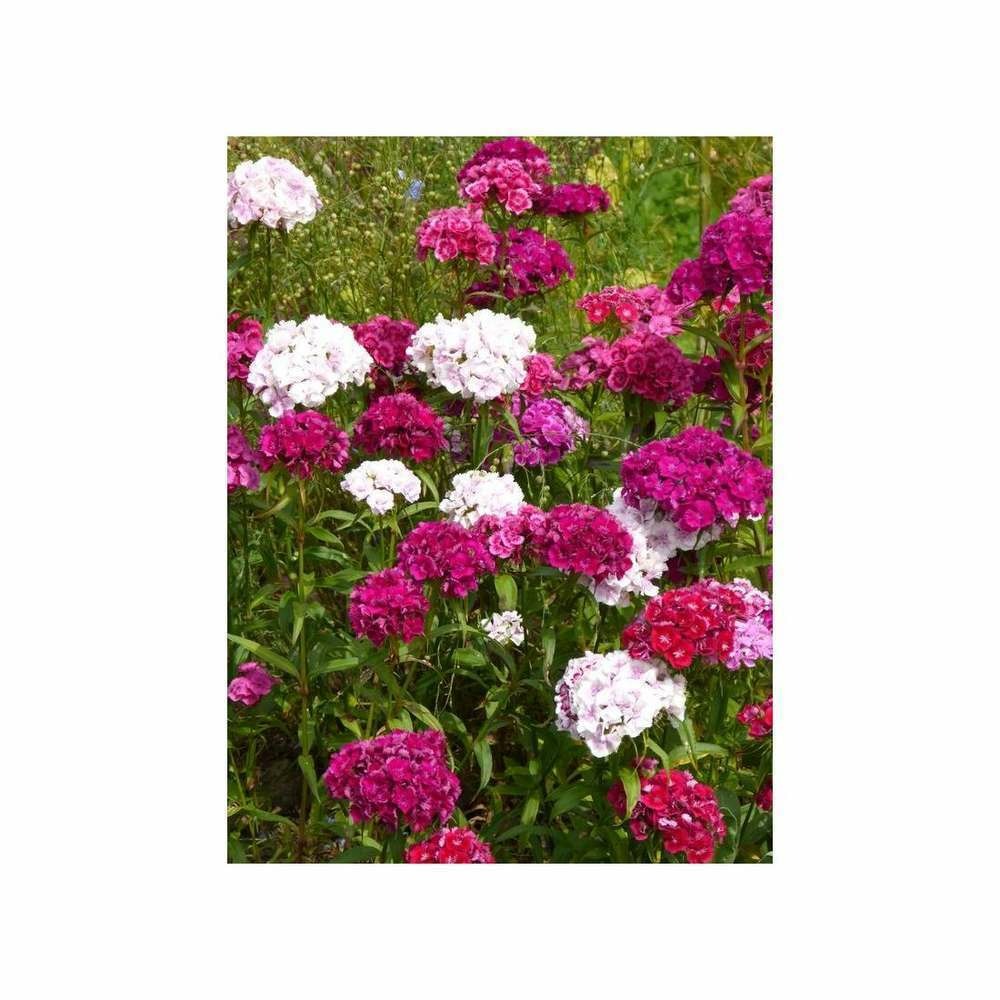 Oeillet de poÃšte double variÃ©