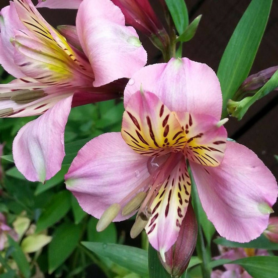 Alstrœmères charles, lis des incas godet - 5/20 cm