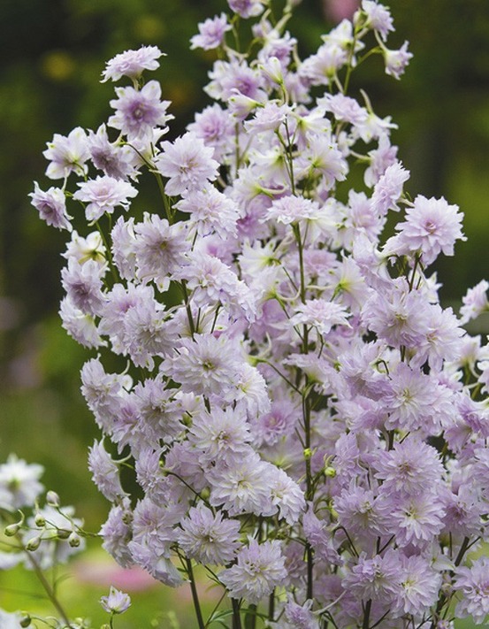 Pied d'alouette elatum 'highlander cha cha' godet de 8/9 cm