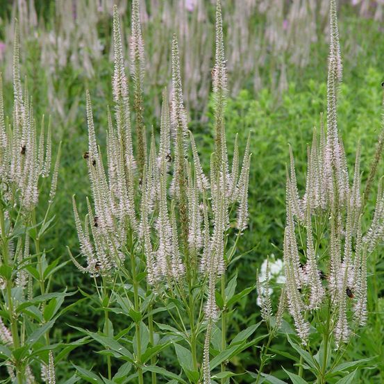 Veronicastrum virginicum 'lavendelturm' pot de 2l/3l
