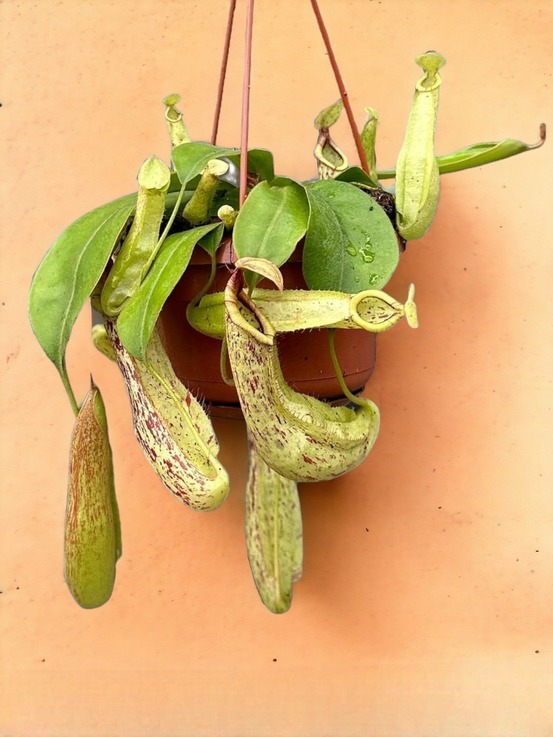 Nepenthes monkey jars mojito