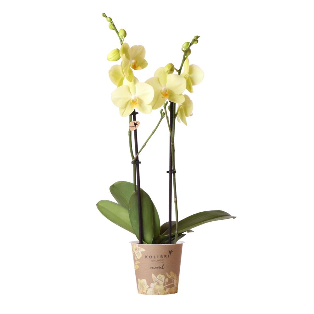 Orchidées colibris - orchidée phalaenopsis jaune - voltera - taille du pot 12cm