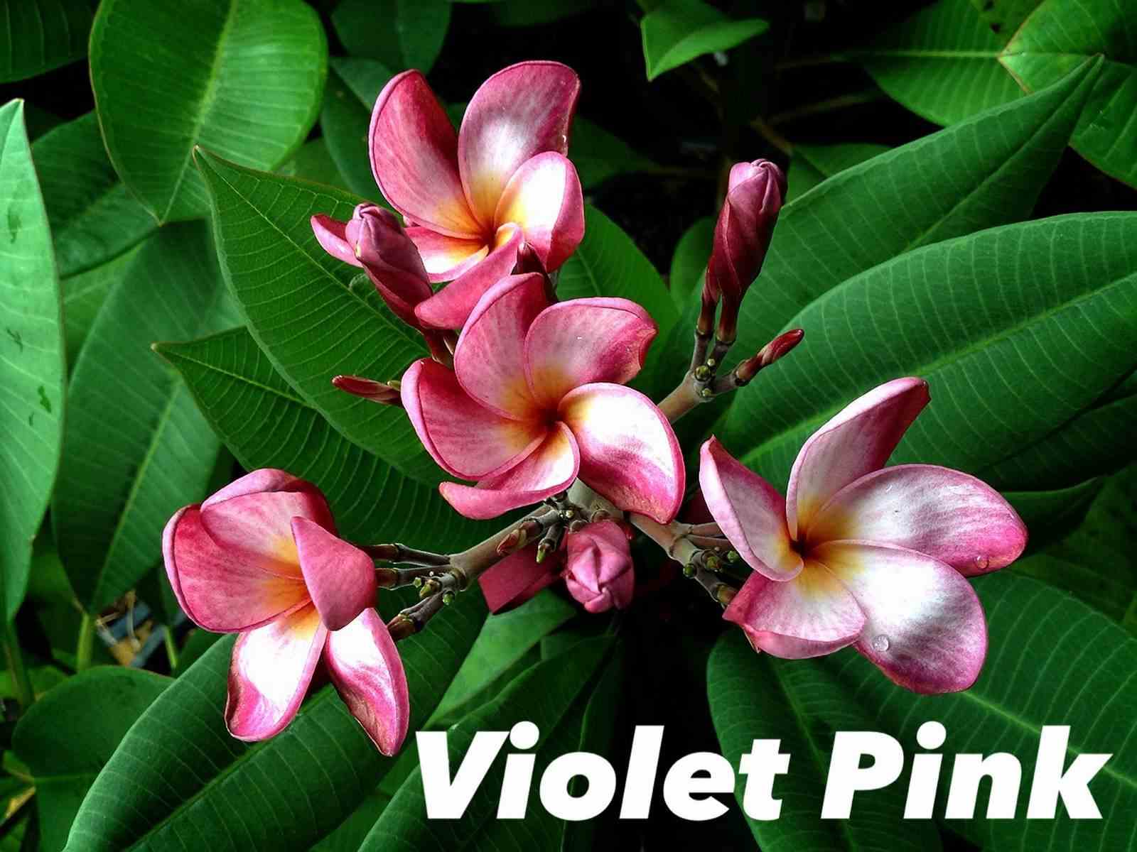 Plumeria rubra "violet pink" (frangipanier) taille pot de 2 litres ? 20/30 cm -   violet