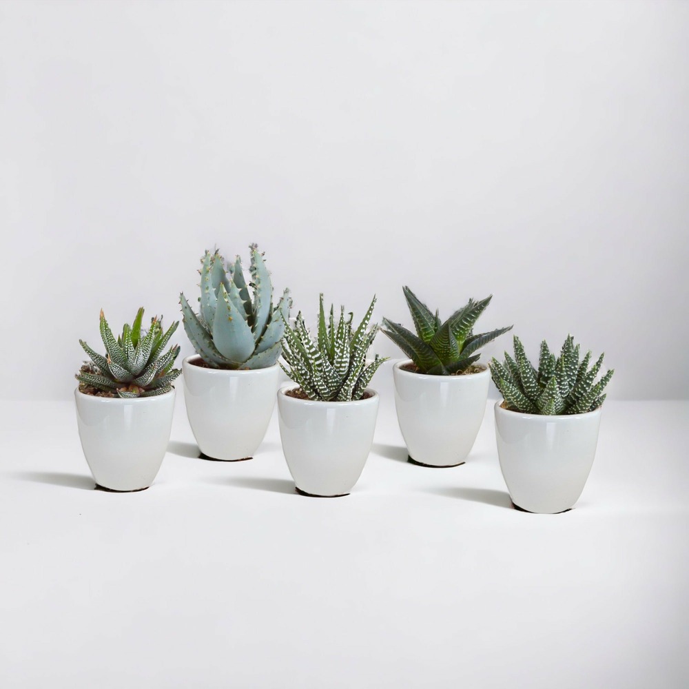 Coffret gasteria, haworthia et ses caches-pots blancs - lot de 5 plantes, h13cm