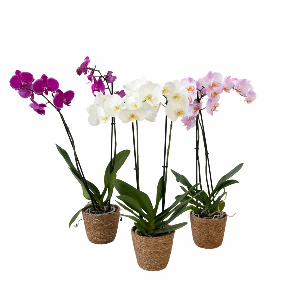 Orchidée papillon - x3 - phalaenopsis panier déco - hauteur 50-60cm - ⌀12cm
