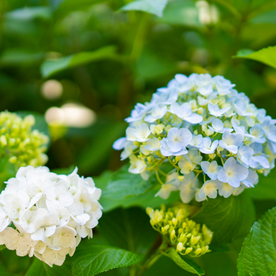 Hortensia macrophylla mme emile mouillere - hydrangea macrophylla mme emile mouillere 25/30 cm pot 3l