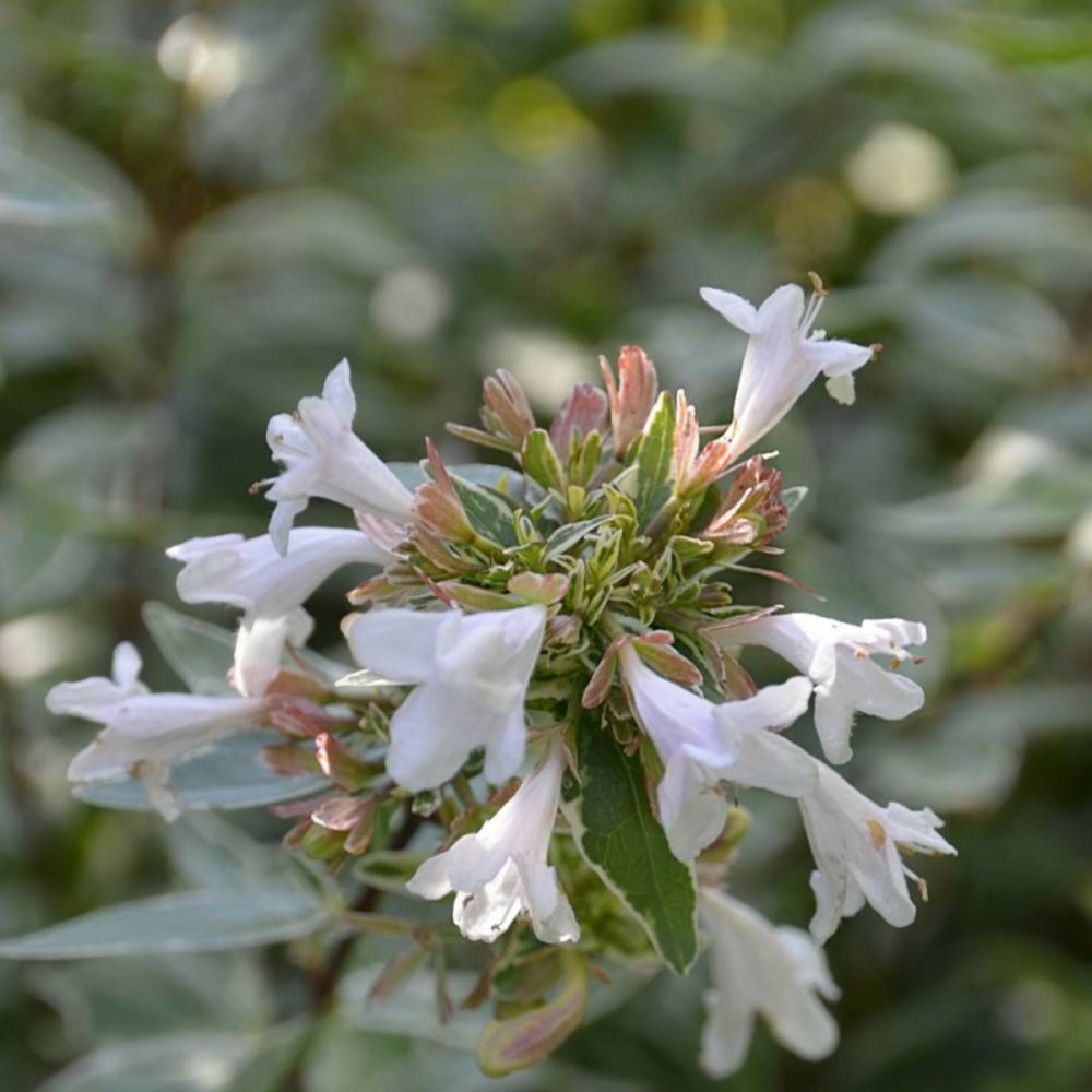 Abelia lucky lots® 'wewo2', abélia à grandes fleurs pot de 7,5l - 40/60 cm