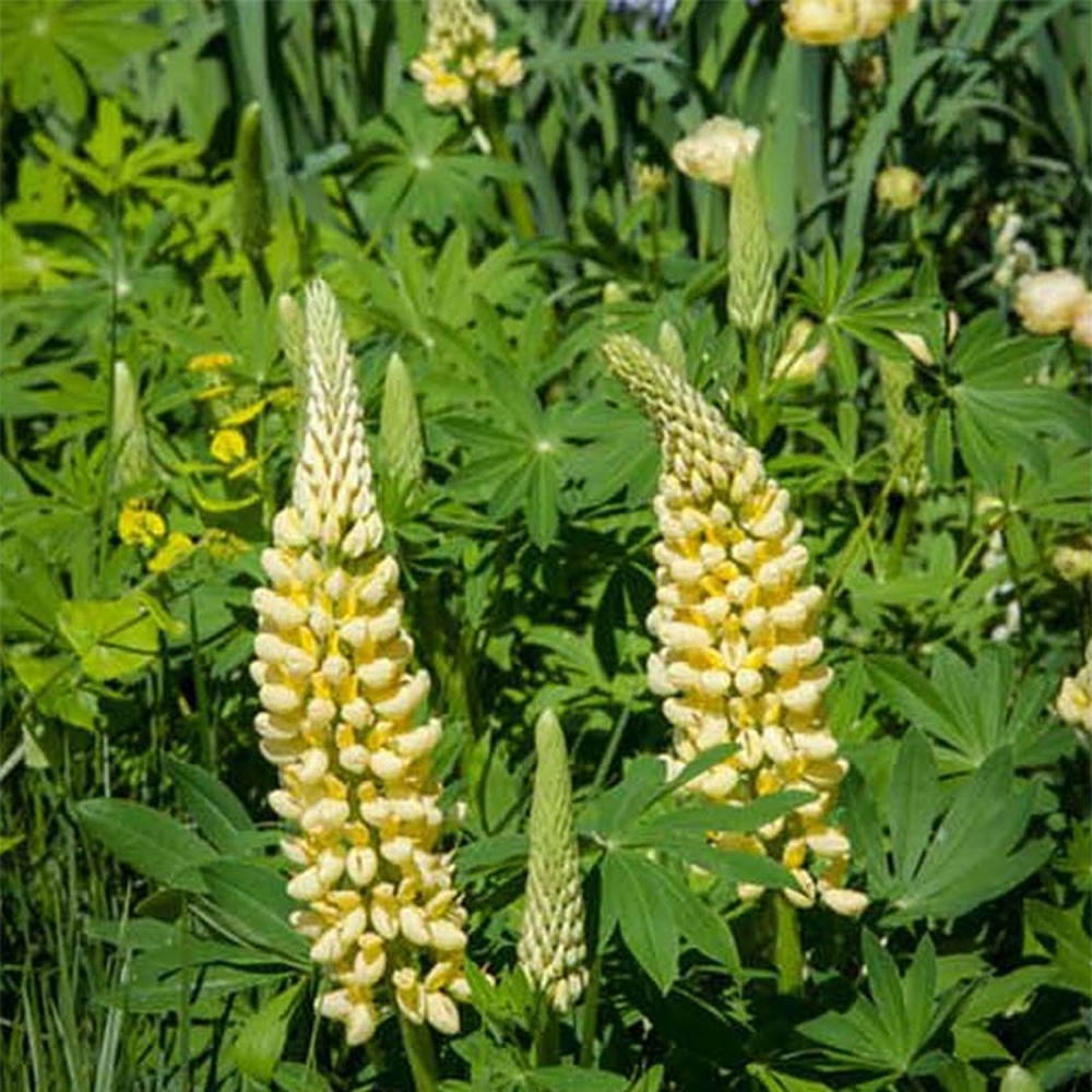 Lupin 'chandelier' godet de 7/8 cm