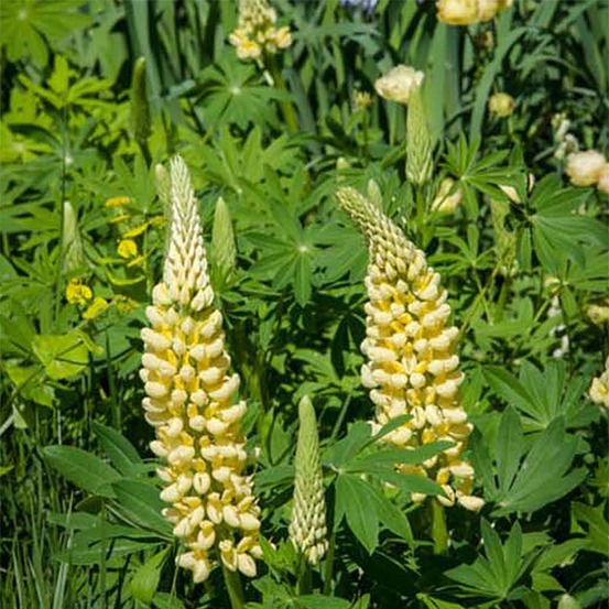 Lupin 'chandelier' godet de 7/8 cm