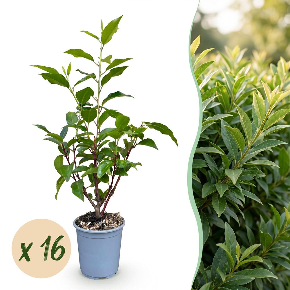 Laurier du portugal angustifolia - lot de 16 - pot 9 cm - hauteur 25-35 cm - plante d'extérieur