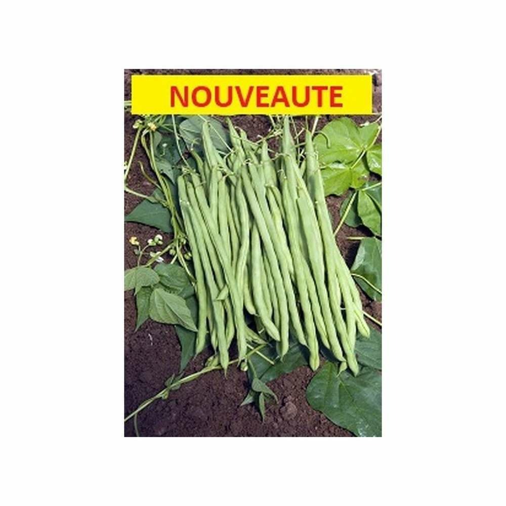 Graines d'haricot à rames mangetout monte cristo