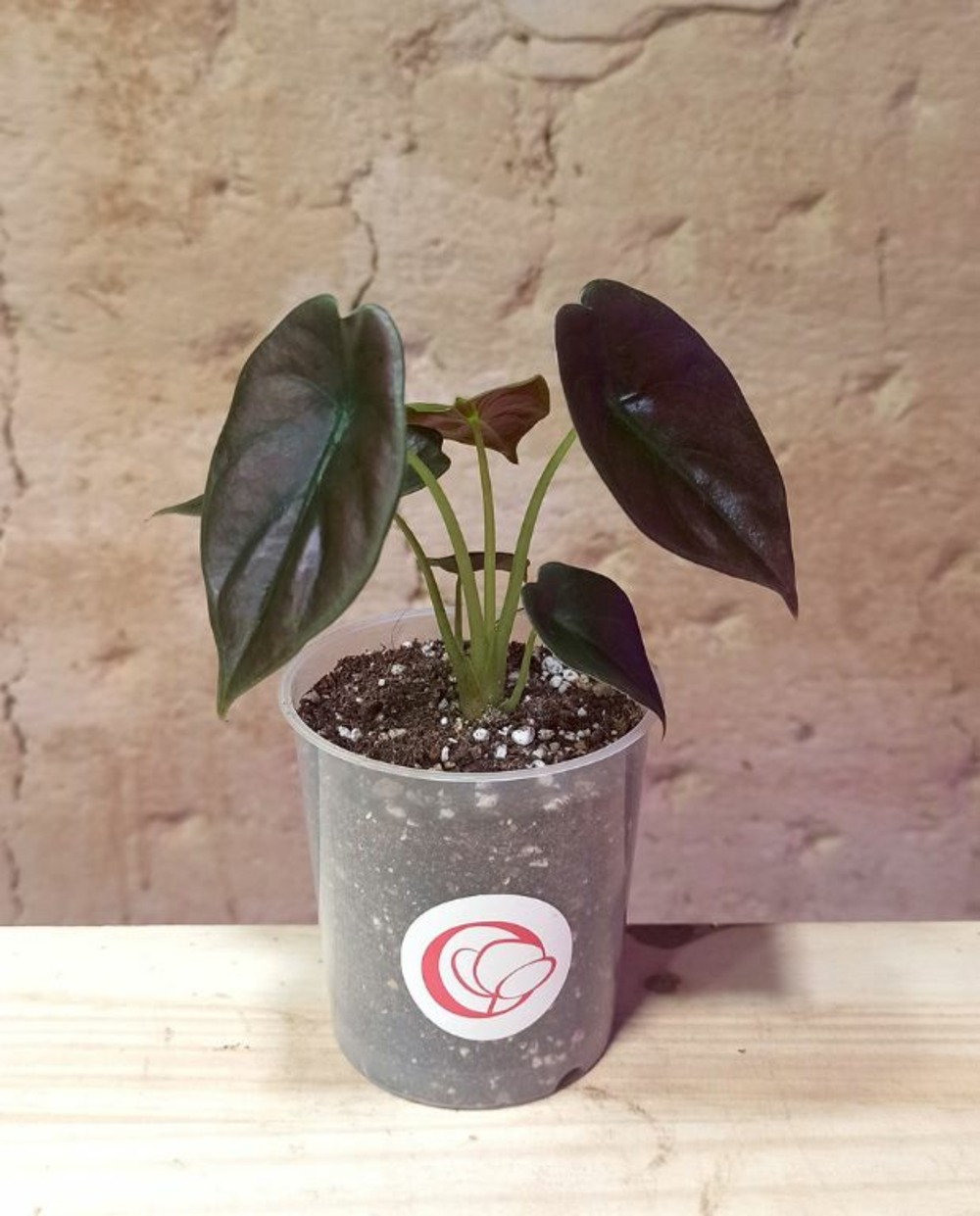 Alocasia cuprea red secret - oreille d'éléphant - small d. 9cm h. 10cm - plante d'intérieur