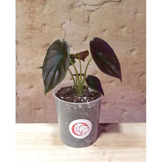 Alocasia cuprea red secret - oreille d'éléphant - small d. 9cm h. 10cm - plante d'intérieur
