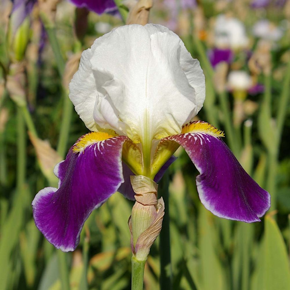 Iris des jardins 'wabash' rhizome, calibre 4/6
