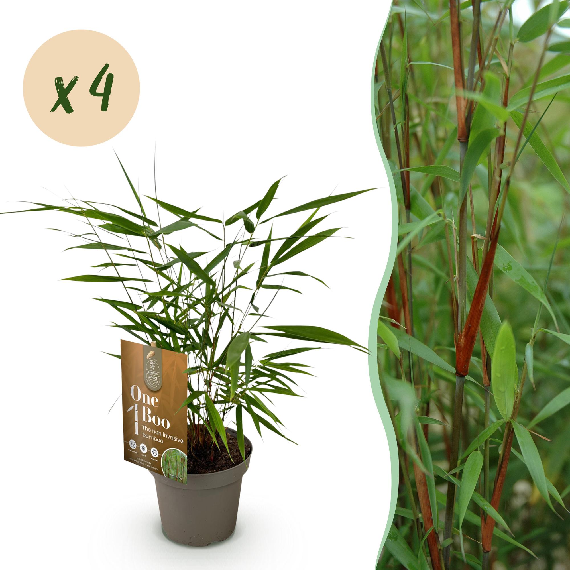 Bambou fargesia asian wonder - lot de 4 - pot 14 cm - hauteur 35 cm