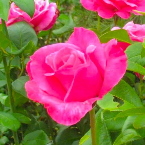 Rosier Grimpant 'Parfum Royal®'…