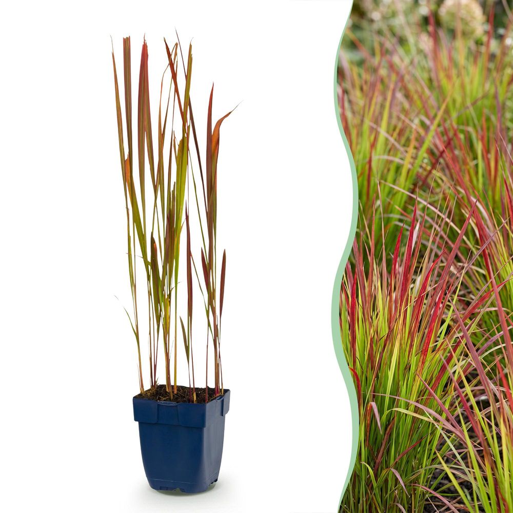 Imperata 'red baron' - lot de 24 - pot 11 cm - hauteur 25 cm