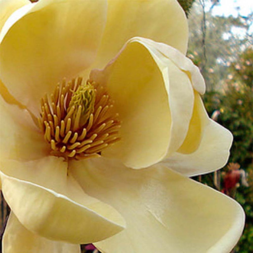 Magnolia 'honey tulip' pot de 12l/15l