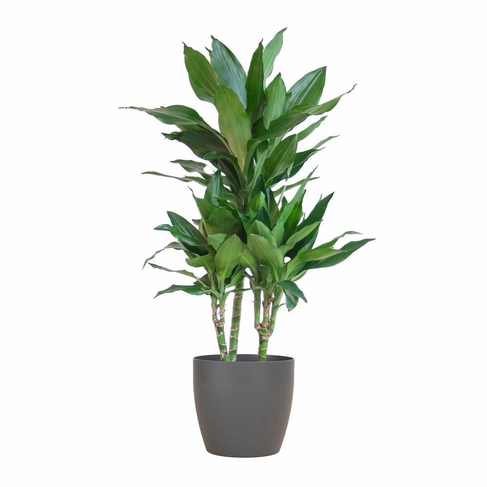 Dracaena janet lindt et son pot gris - hauteur 95cm