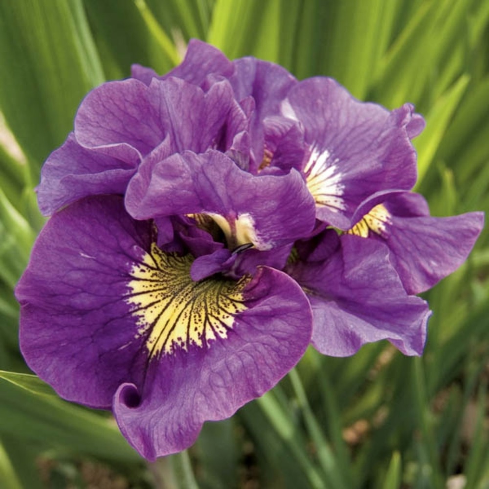 Iris de sibérie 'double standard' pot de 1,5l/2l