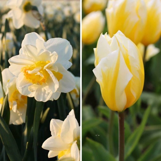 Jacques darlings - bulbes à fleurs - 25 pièces