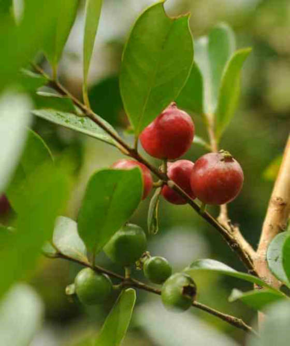 Psidium cattleianum (goyavier de chine et de montevidéo) pot de 7 litres ? 100/120 cm