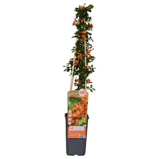 Pyracantha 'soleil dor' - h65 cm - ø15 cm