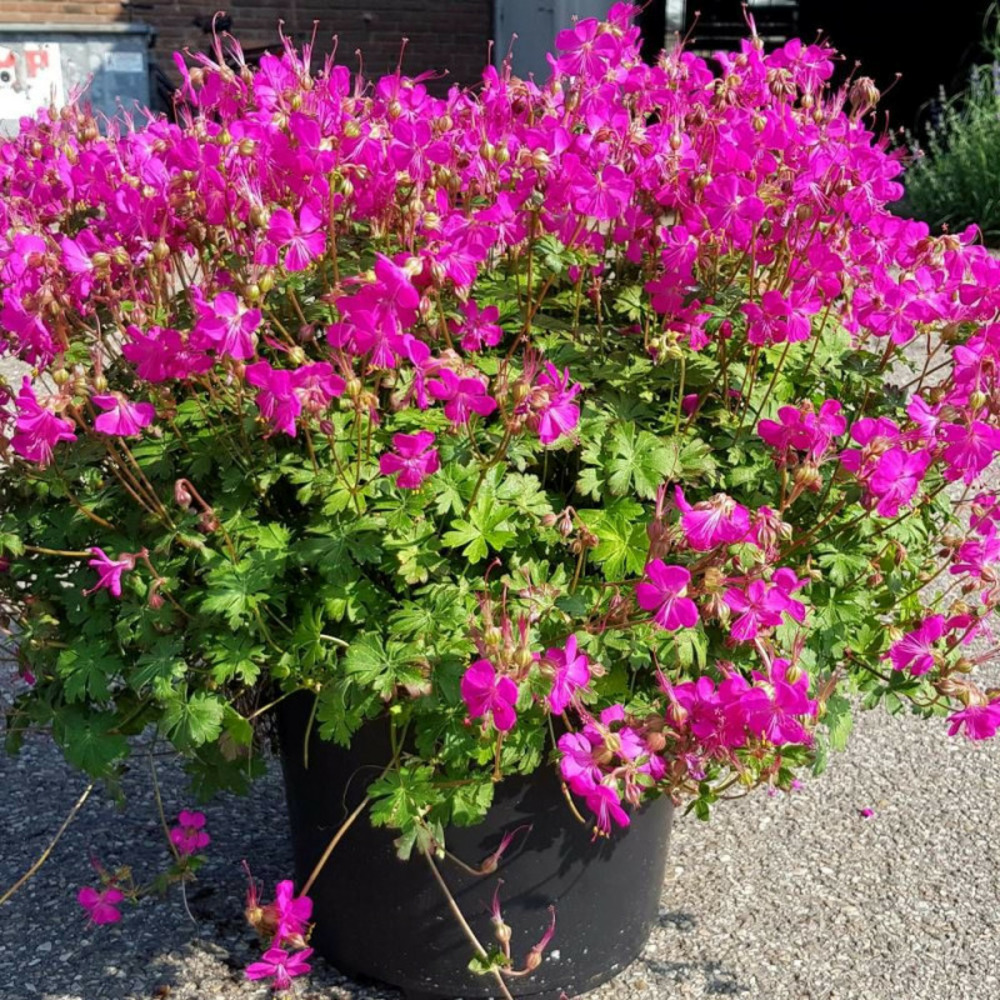 Géranium vivace intense® lot de 3 godets