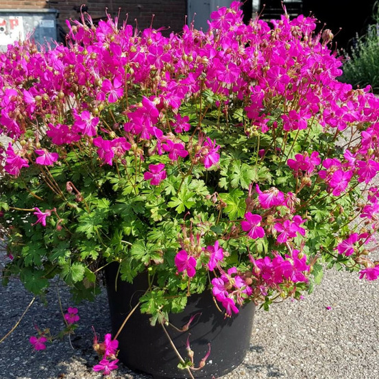 Géranium vivace intense® lot de 3 godets