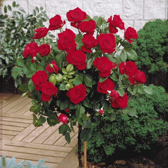Rosier demi-tige Nina Weibull - 60/70 cm - pour pot et pleine terre - idéal pour balcon, terrasse, petit jardin