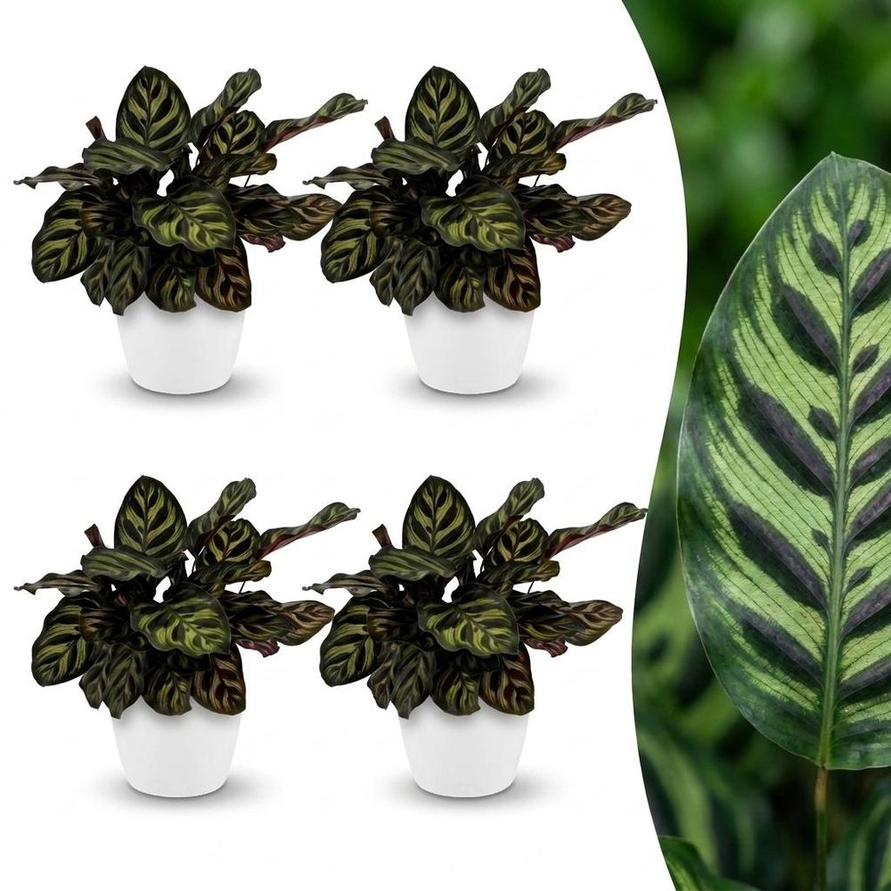 Calathea makoyana - plante paon - pot de 12cm - hauteur 25cm - plantes d'intérieur