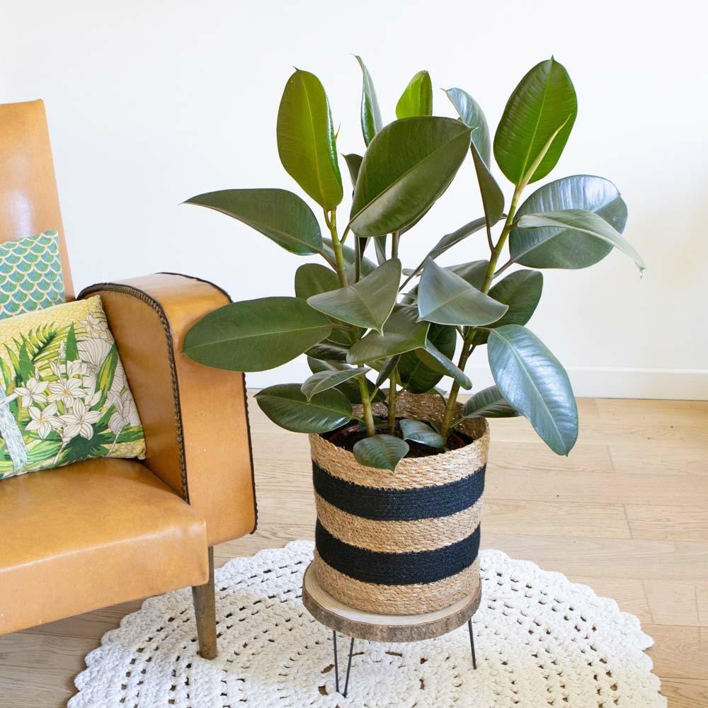 Ficus elastica robusta d21 h75cm 3 branches + cache-pot
