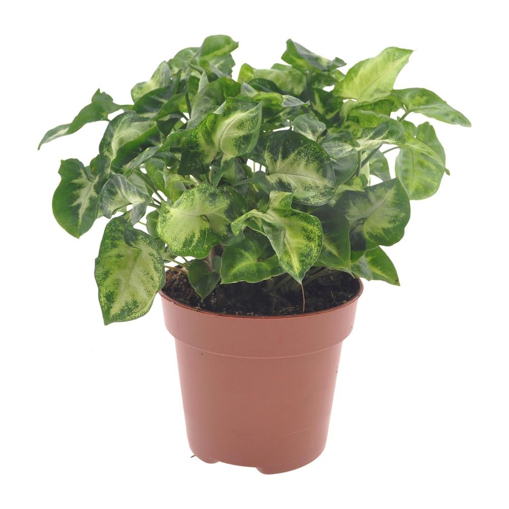 Syngonium pixie - ø12cm - ↕20cm - plantes d'intérieur