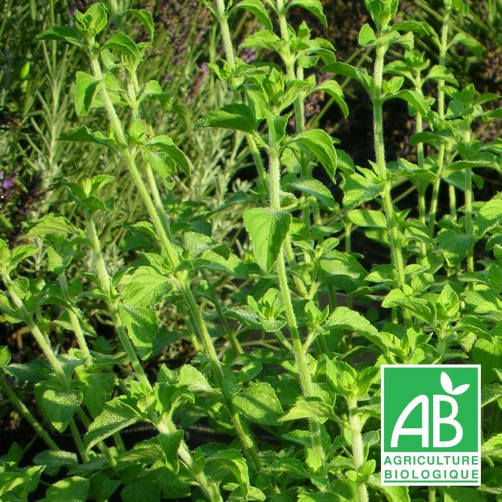 Petit calament - sans traitement godet - 5/20 cm