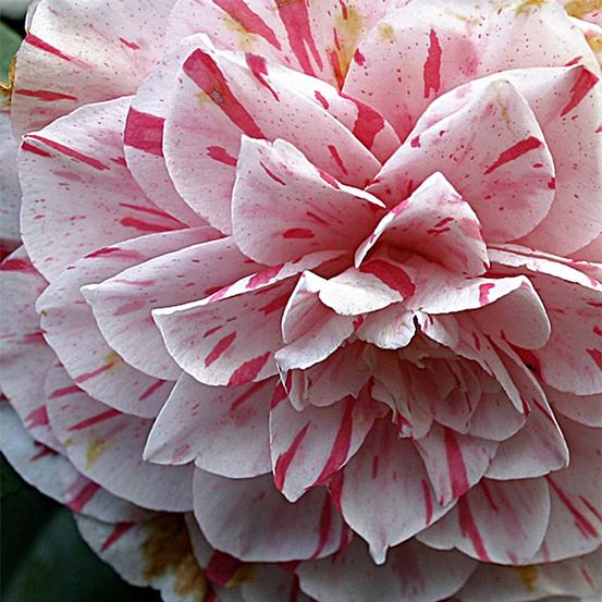 Camélia du japon 'bonomiana' pot de 3l/4l