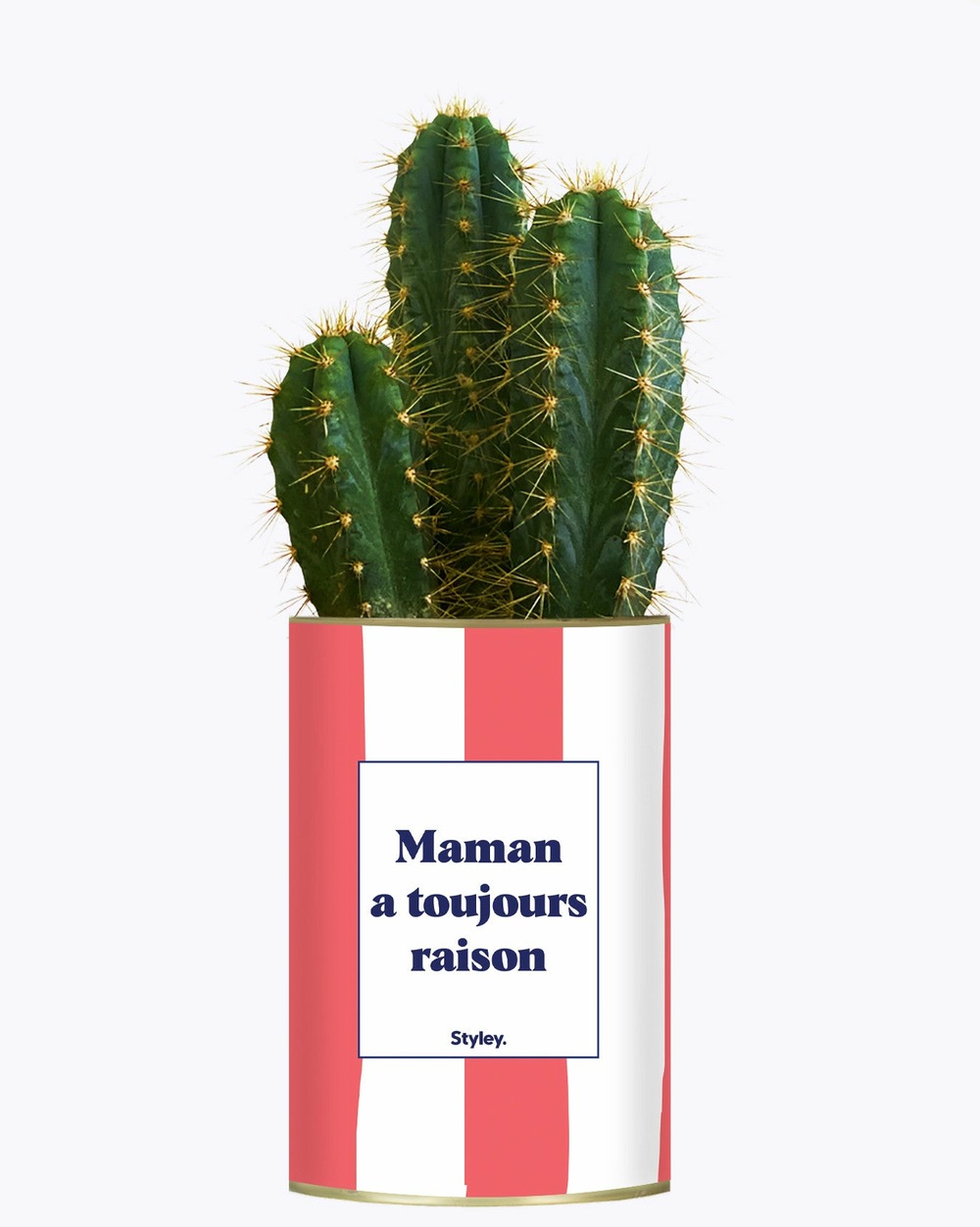Plante à message - maman a toujours raison - cactus