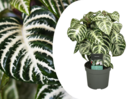 Plante en boîte - aphelandra curly white - pot 13cm - hauteur 25-35cm