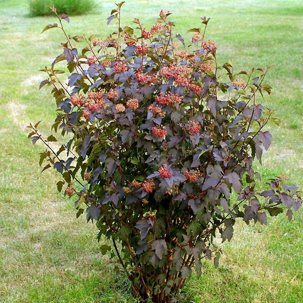 Physocarpe à feuilles d'obier 'red baron' godet de 8/9 cm