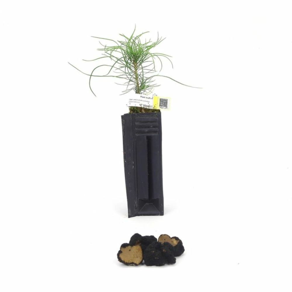 Pin noir d'autriche uncinatum (pinus austriaca)