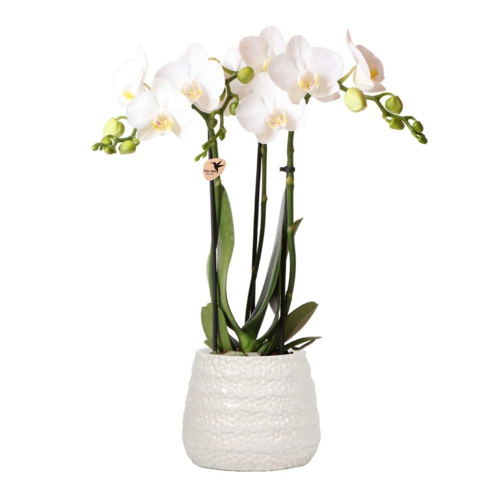 Orchidées colibri | orchidée phalaenopsis blanche - amabilis + trophy pot décoratif blanc - taille du pot 9cm - 35cm de haut