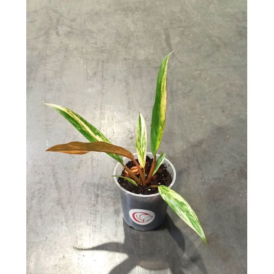 Philodendron caramel marble variegata d. 9cm h. 15cm - plante d'intérieur