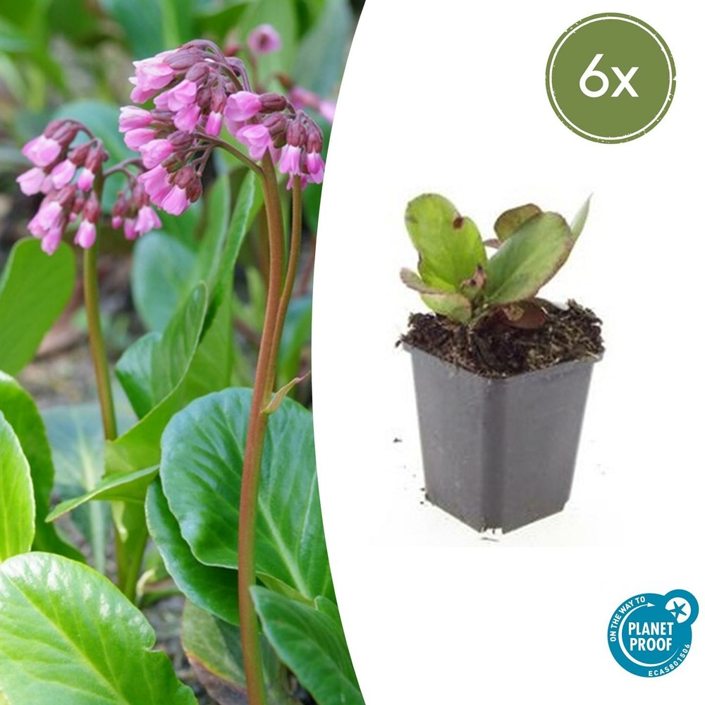 Bergenia à feuilles en cœur 'herbstblüte' x6 – entre 0,38 et 0,5m2