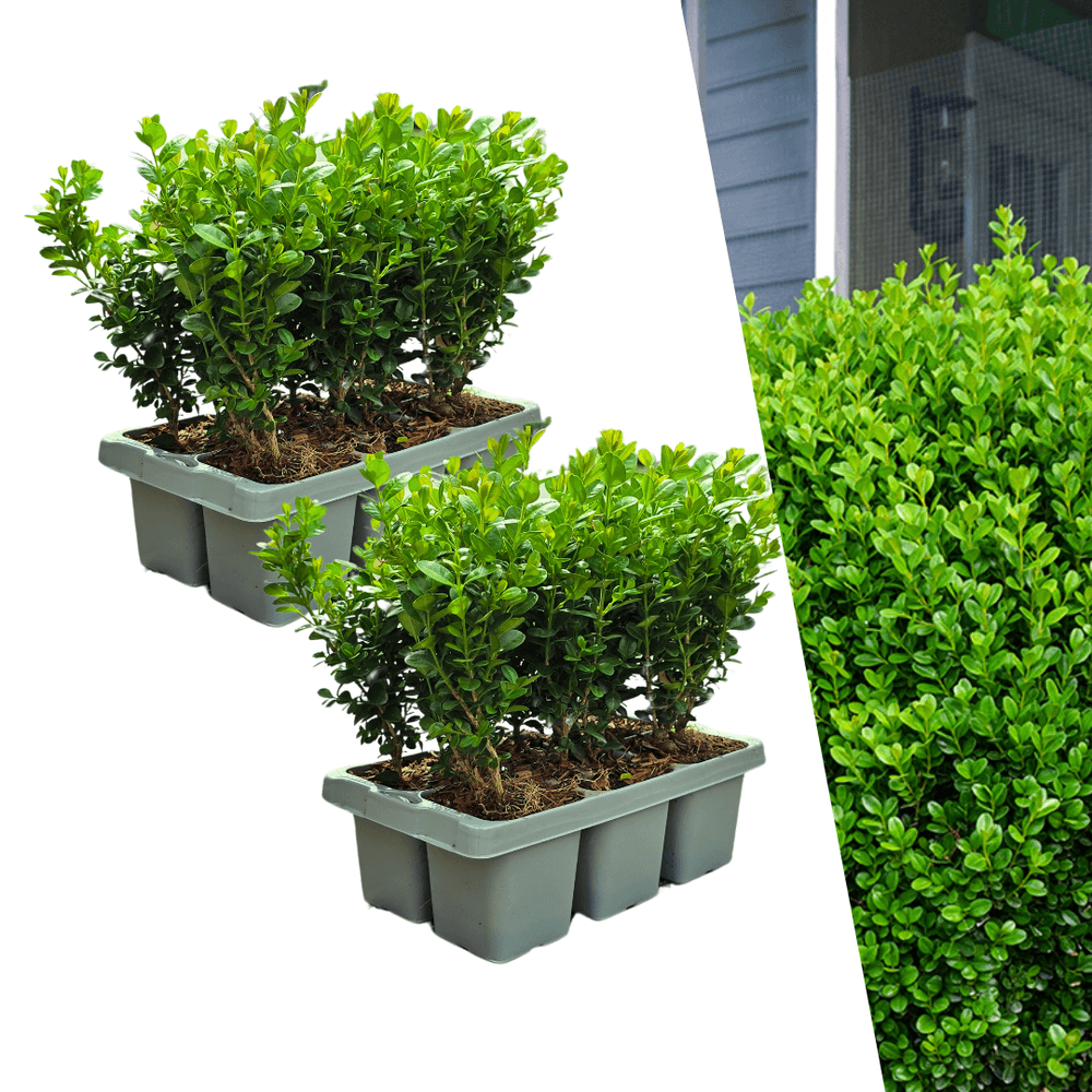 Buis compact - buxus 'newgen freedom' - lot de 12 - ø7cm - ↕15cm - plante d’extérieur