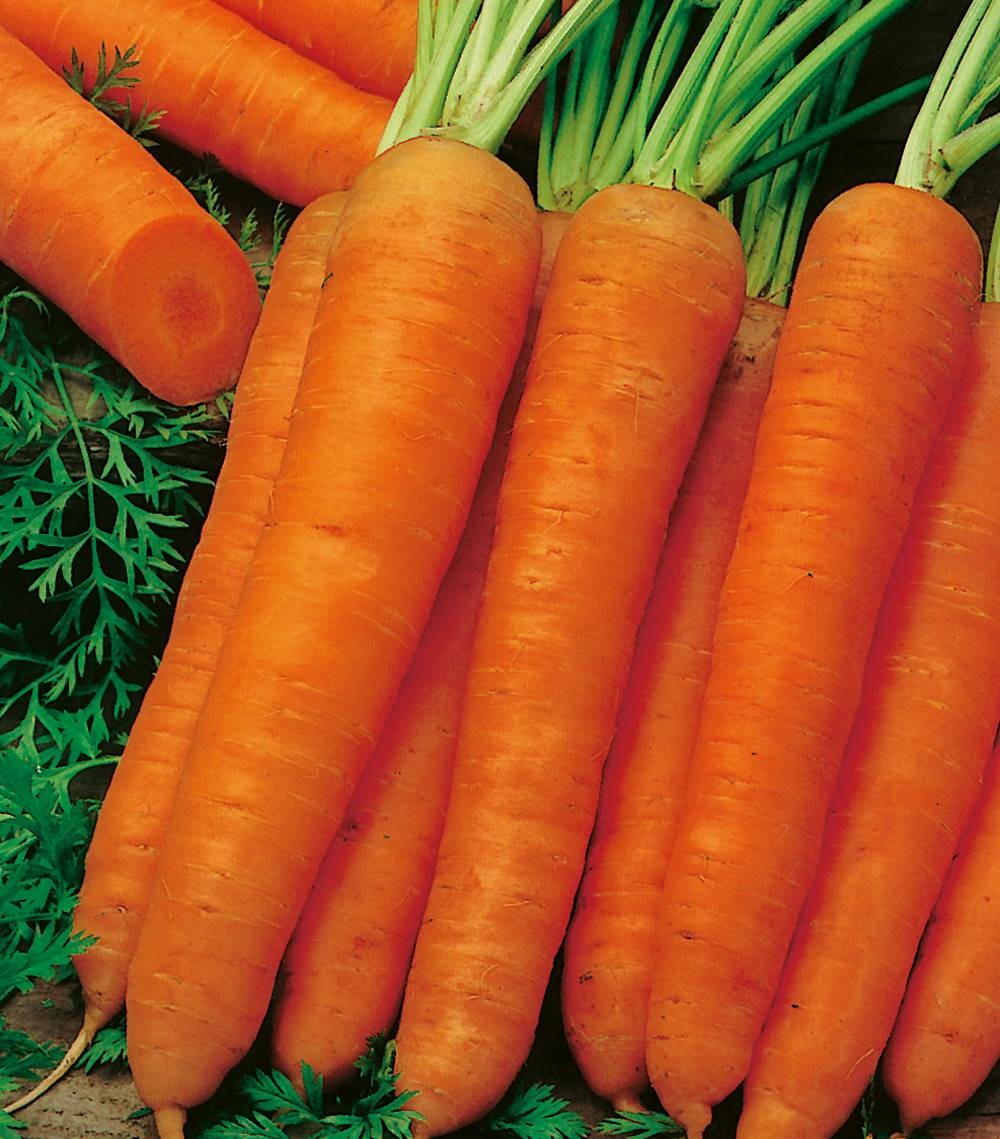 Carotte napoli hf1 - 1000 graines