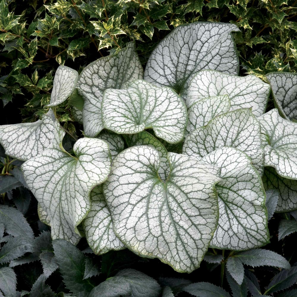 Myosotis du caucase alexander great - le pot / ø 9cm