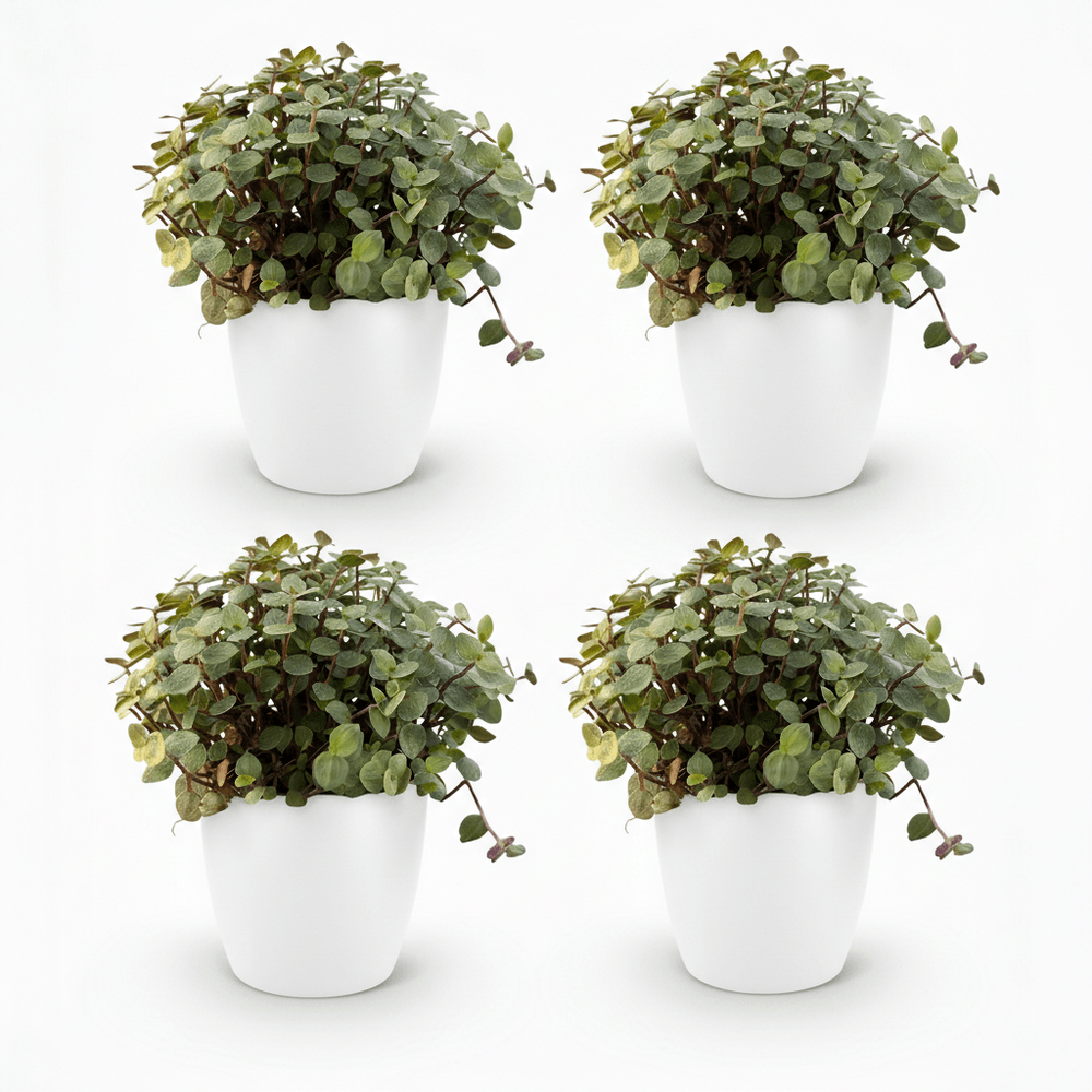 Calissia repens - pet-friendly - pot de 12cm - hauteur 17-20cm