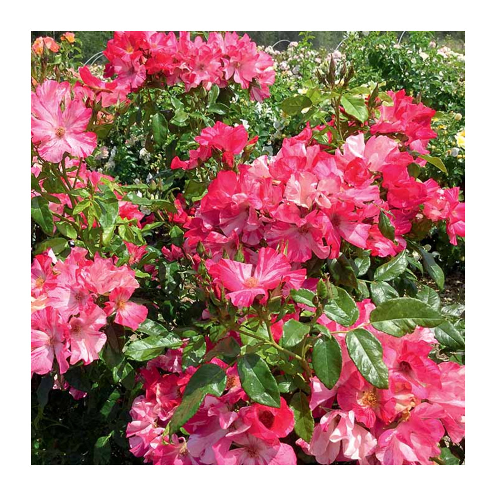 Rosier michel rocher® evelindsley racines nues