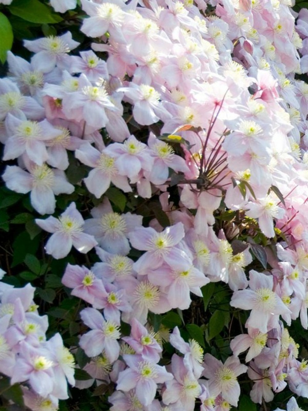 Clématite des montagnes 'mayleen' pot de 2l/3l
